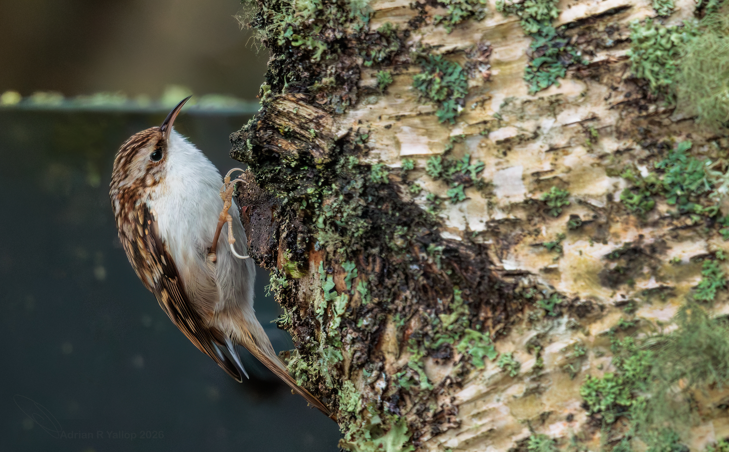 Pied wagtail on a rock